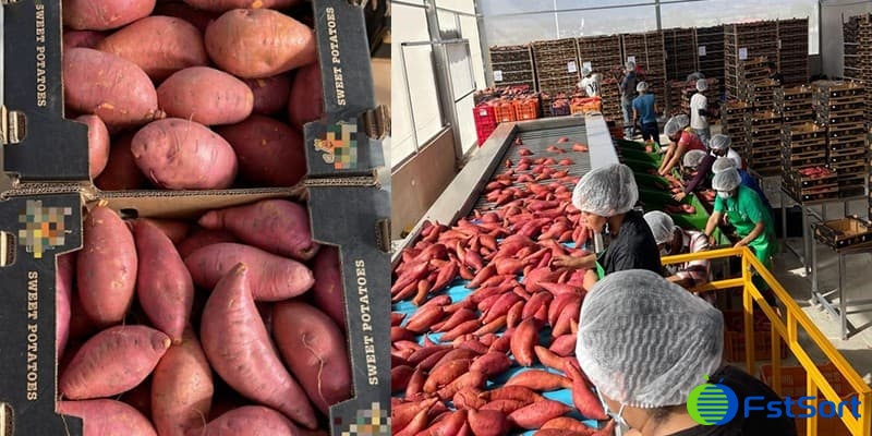 images/1679299208854sweet potatoes processing line.jpg